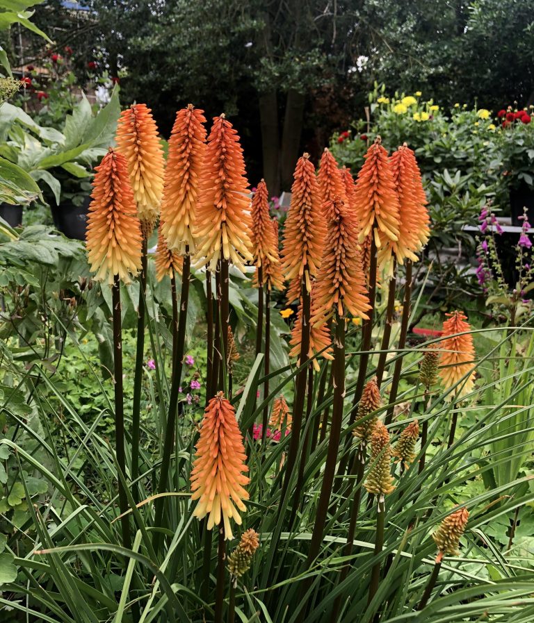 15 Deer-Resistant Perennials for Full Sun