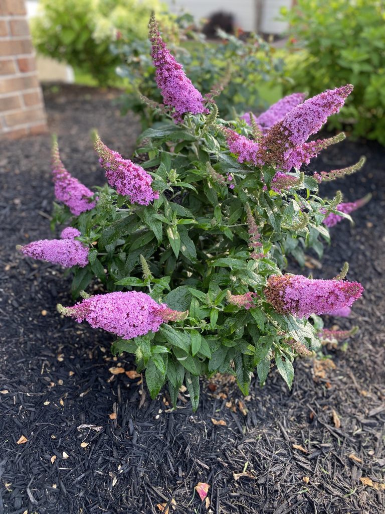 15 Dreamy Garden Border Plants That Define Edges