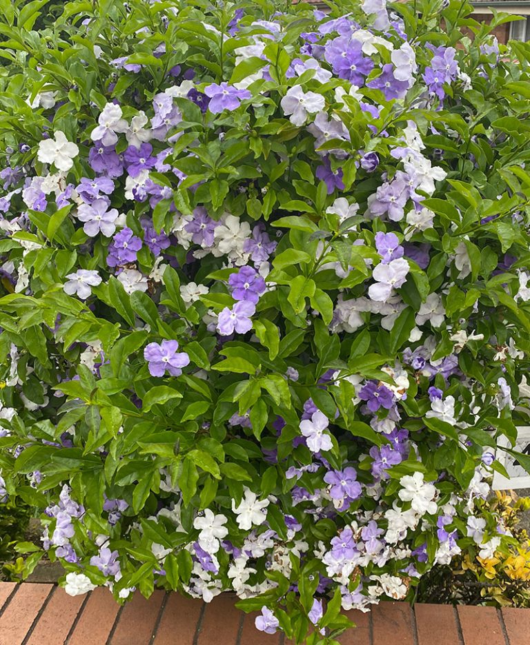 14 Stunning Tropical Shrubs for Backyard Landscaping