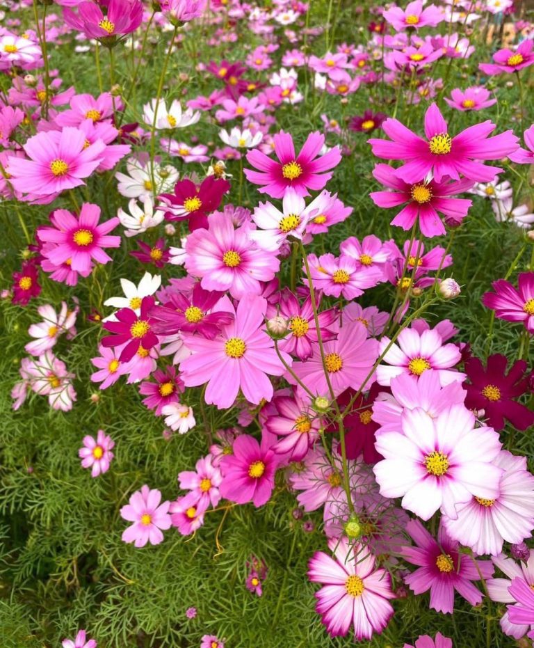 15 Stunning Fall Flower Ideas to Color Your Autumn Garden