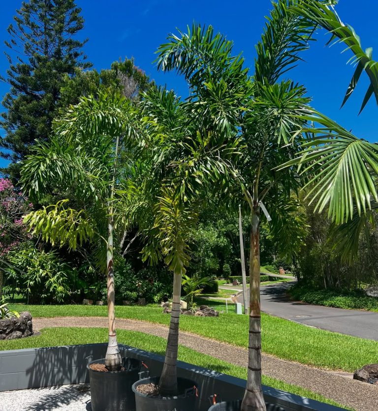 13 Tropical Plants Outdoor Full Sun in Florida