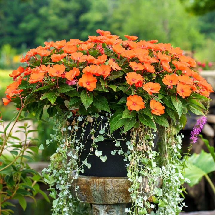 15 Best Plants for Front Porch Full Sun