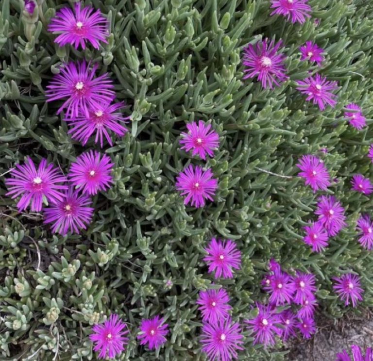 18 Deer Resistant Ground Cover Plants That Actually Work