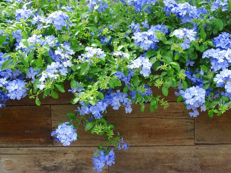 15 Stunning Fall Blooming Perennials for Your Flower Garden
