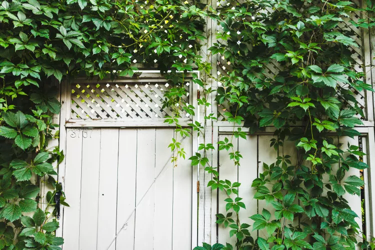 The Ultimate Guide to Flowering Vines for Shady Spots