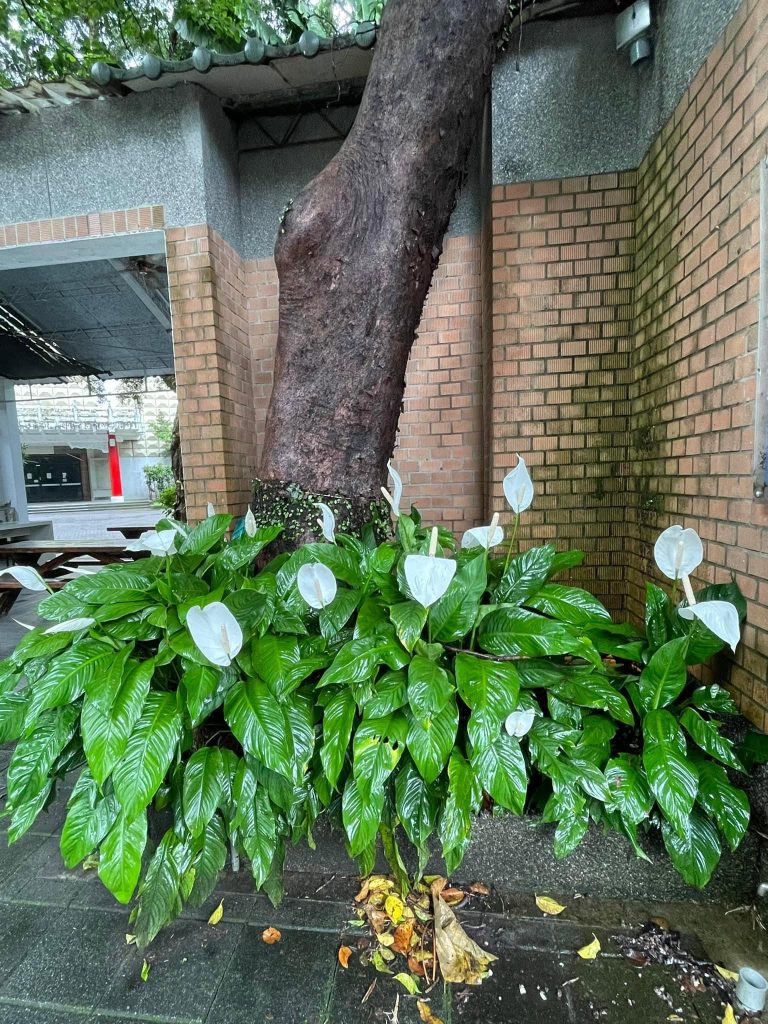15 Tropical Plants That Grow Well in Shade