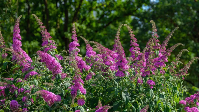 15 Fast Growing Shrubs Full Sun: Beautiful, Low-Maintenance Picks