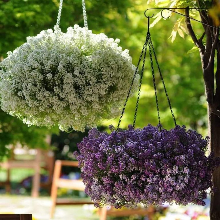 13 Easy Care Plants for Outdoor Hanging Basket