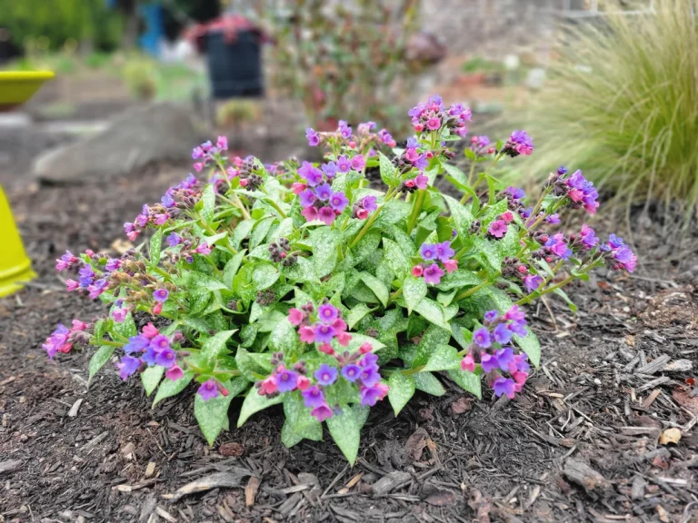 12 Partial Shade Perennials That Actually Thrive in Backyard