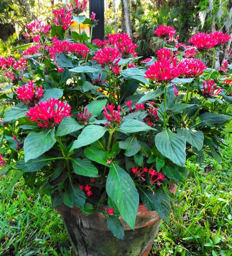 17 Stunning Full Sun Container Plants for Hot Summer