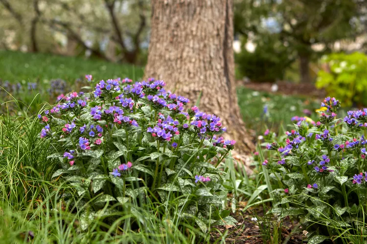 15 Best Shade Loving Plants Under Trees