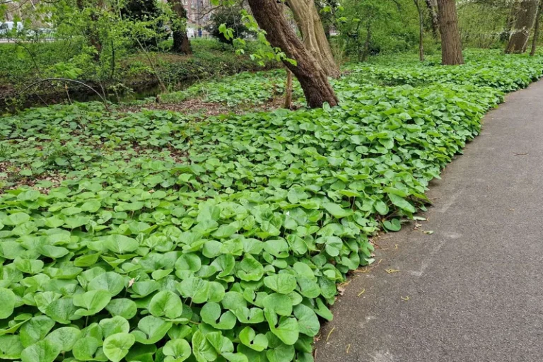 15 Ground Cover That Chokes Out Weeds (Full Sun & Shade Loving)