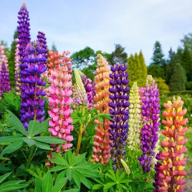 13 Deer Resistant Butterfly Garden Plants