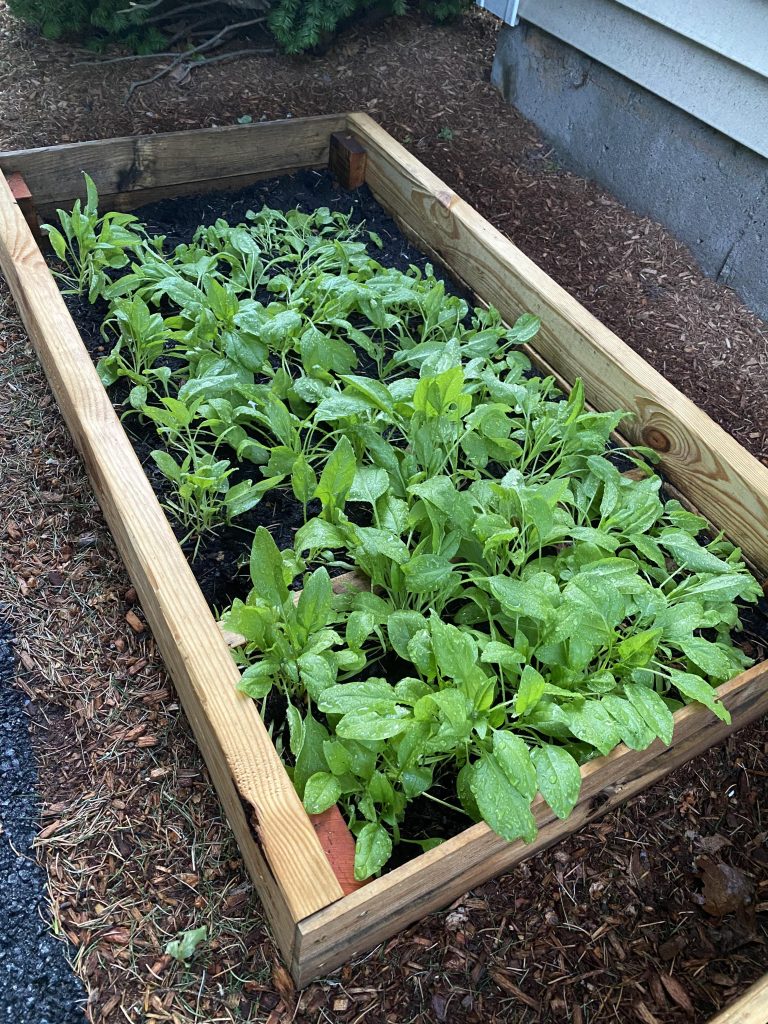 14 Easy & Fast Growing Vegetables for Raised Garden Bed
