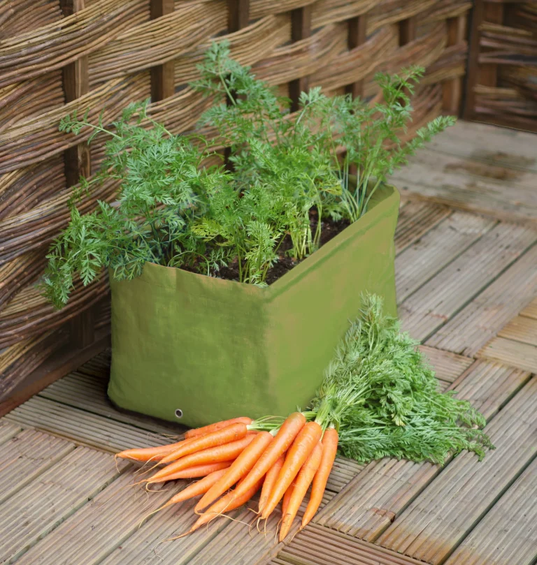 15 Easy Vegetables to Grow in Containers
