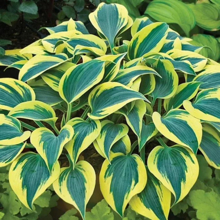 12 Shade Loving Hosta Plants for Every Garden