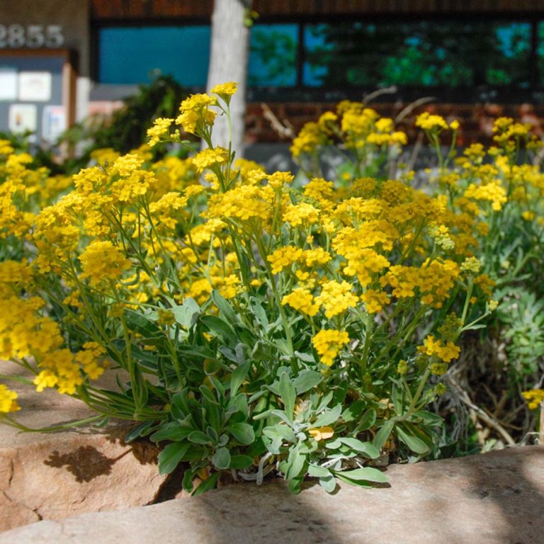 15 Drought Tolerant Ground Cover Plants