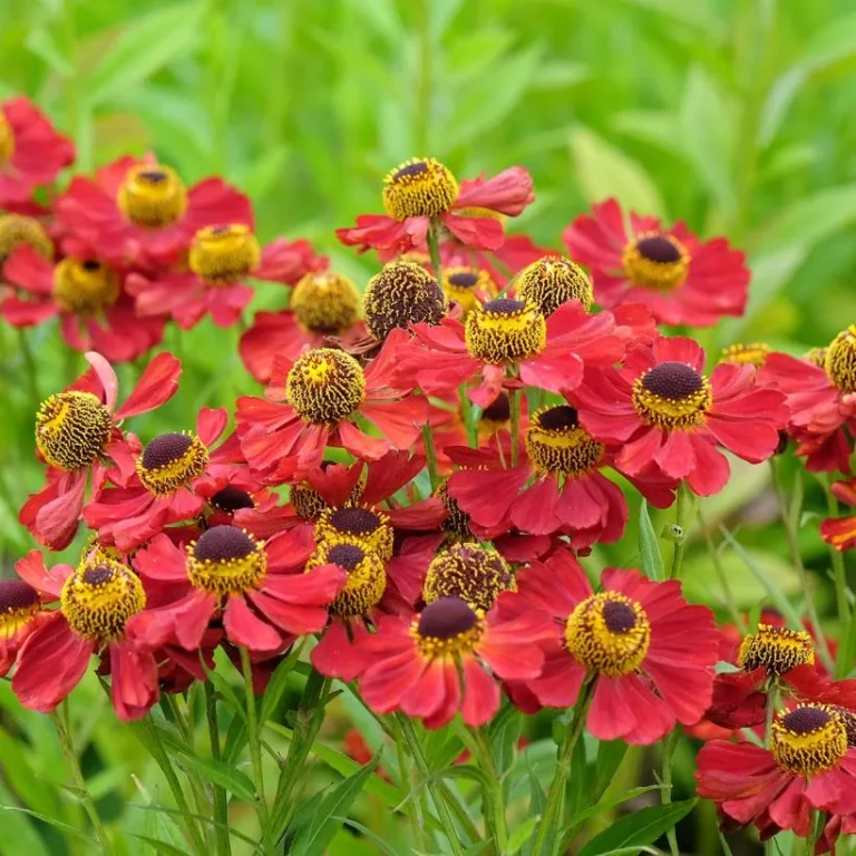 15 Stunning Red Perennial Flowers for Full Sun Garden