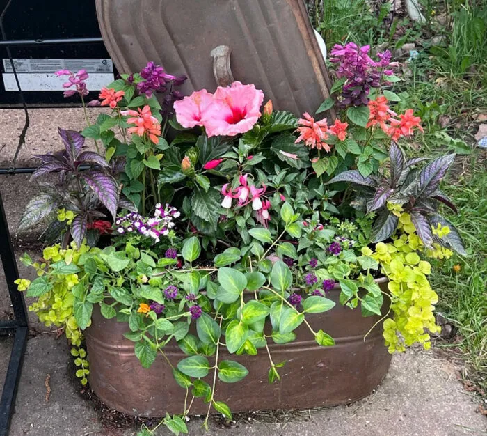How To Grow A Cut Flower Container Garden – Beginners Guide