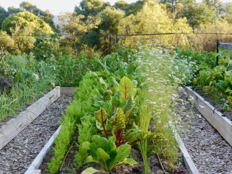 Companion Planting Ideas for Vegetables Garden (With Chart)
