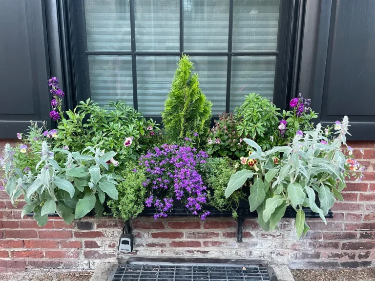 13 Best Window Box Plants for Full Sun