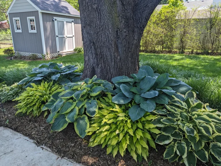 12 Shade Flower Garden Ideas That Will Transform Your Backyard