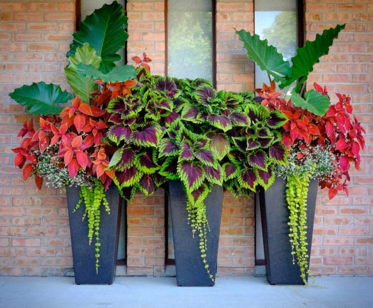 Tall Container Plant Ideas for Porch: 11 Combination That Work