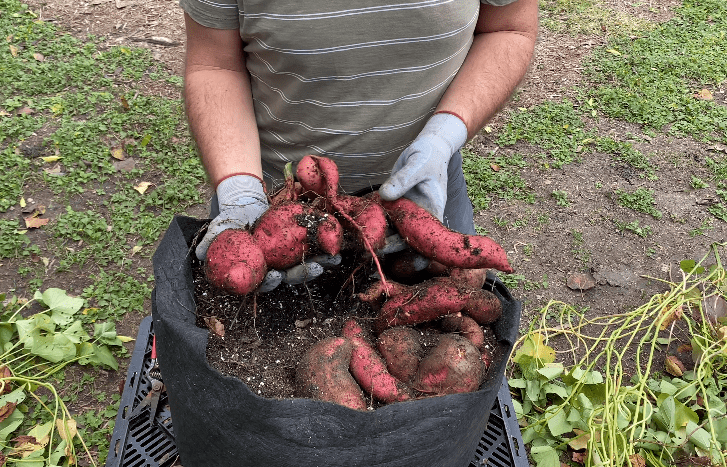 How to Plant Sweet Potatoes in Grow Bags (A Beginners Guide)