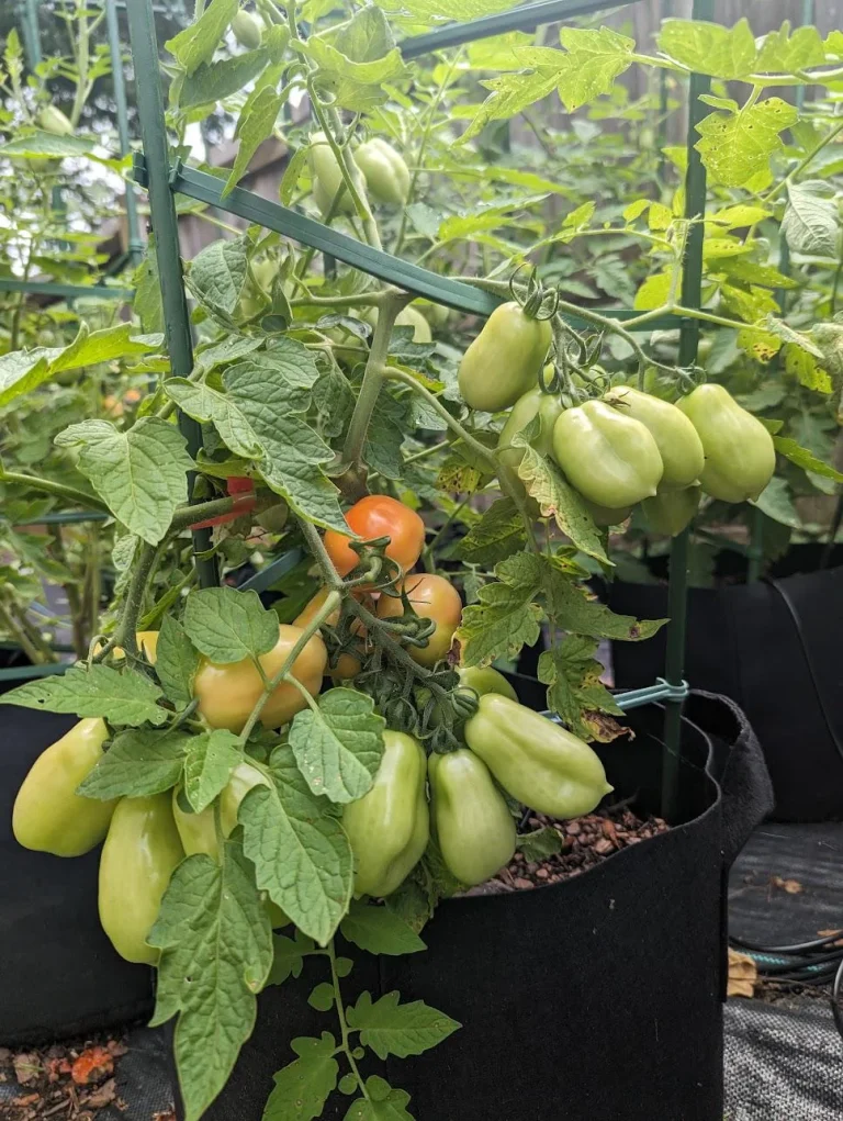How to Grow Tomatoes in Containers (A Beginners Guide)