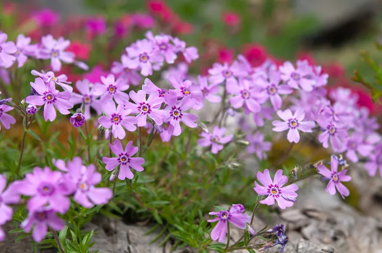 13 Fast-Growing Ground Cover Perennials That Smother Weeds Naturally