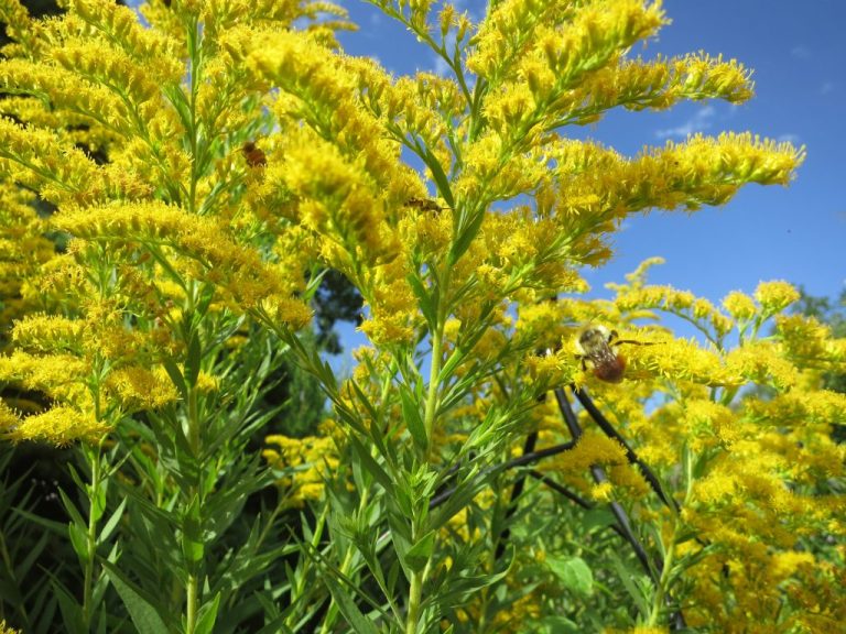 15 Shade-Loving Perennial Flowers for Fall