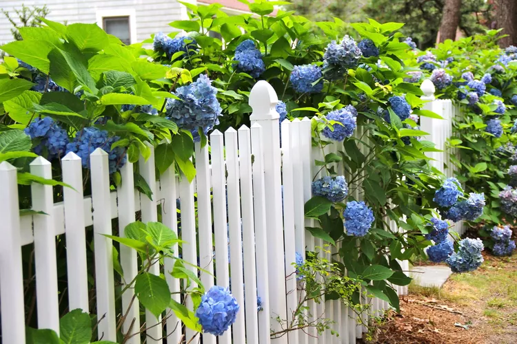 13 Front Yard Hydrangea Landscaping Ideas