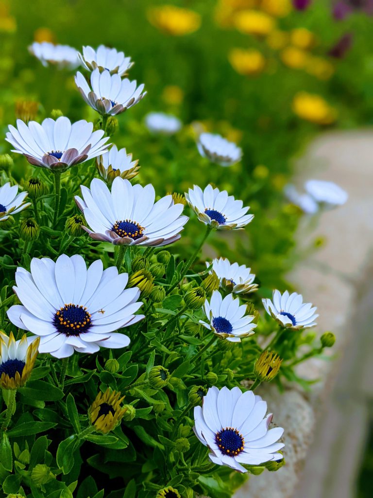 15 Best Fall Flowers to Plant in Your September Garden