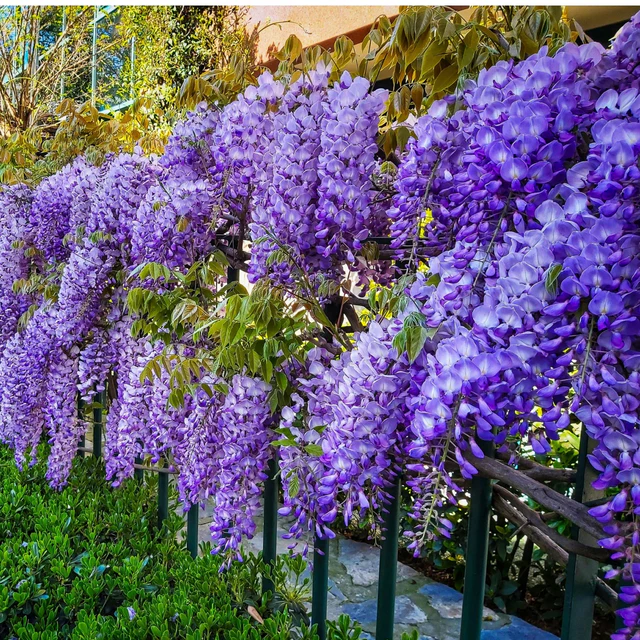 13 Best Climbing Plants for Shady Areas