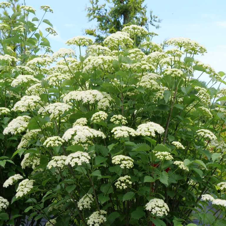12 Best Fall Shrubs for Stunning Front Yard