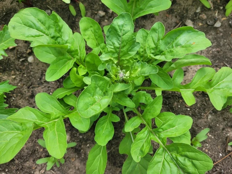 13 Fast Growing Vegetables You Can Harvest in No Time
