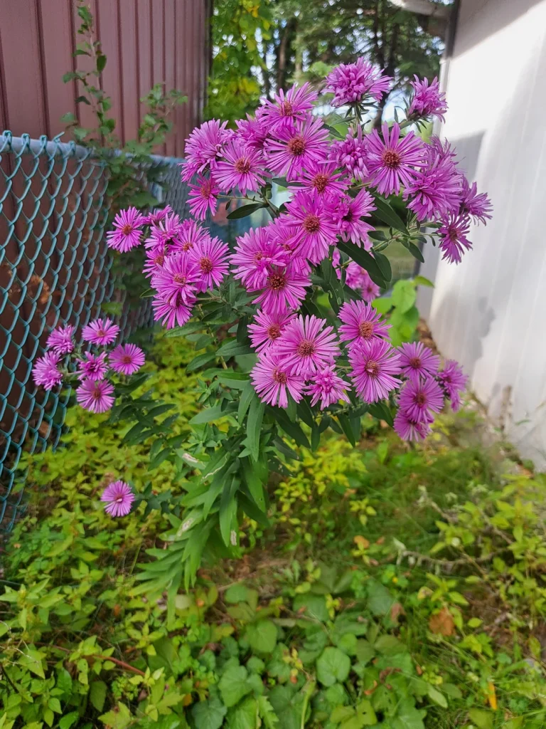 13 Flowers to Plant in October for a Burst of Color in Fall and Beyond