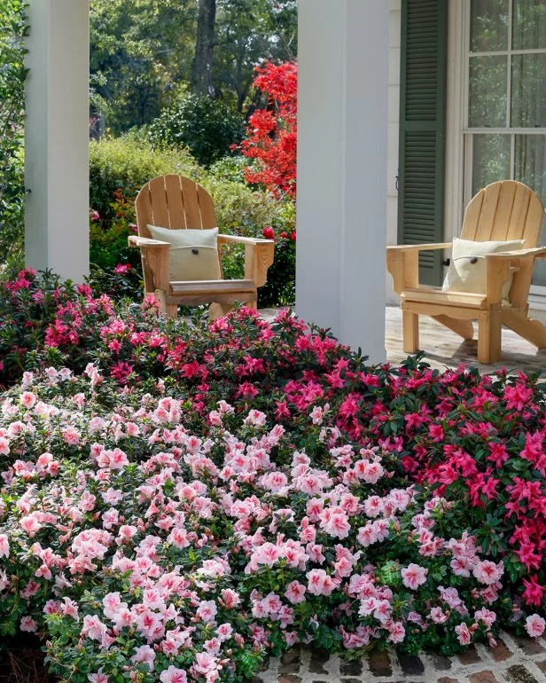 13 Best Shade Loving Plants for North Facing Porch