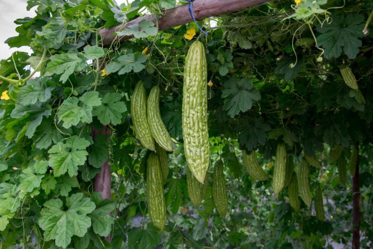 10 Best Vegetables To Grow On Arch Trellis