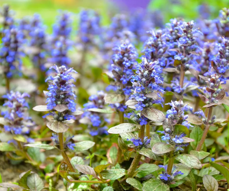 Bugleweed