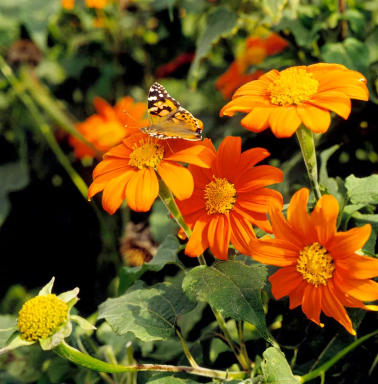 15 Stunning Full Sun Flowering Plants for Your Backyard