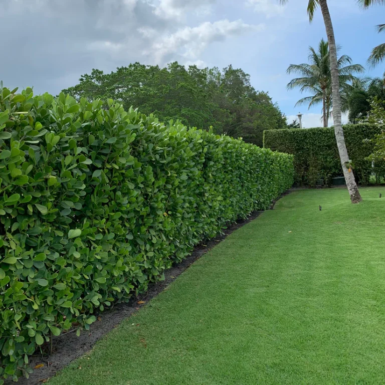 15 Best Florida Plants for Privacy to Your Yard