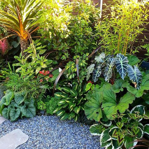 15 Lush and Low maintenance Tropical Garden Bed Ideas