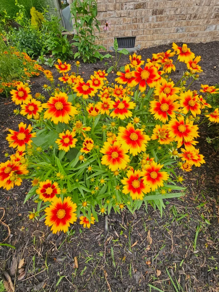 15 Fall Flowers to Plant in August for a Garden That Refuses to Quit