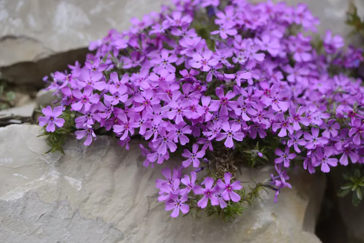 Creeping Phlox