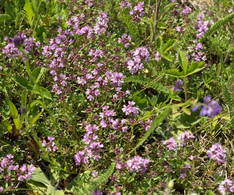 Creeping Thyme