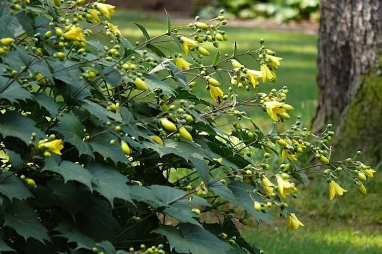 13 Stunning Fall Flowers to Grow in Shade