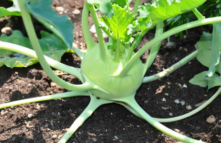 14 Best Vegetables to Plant in October