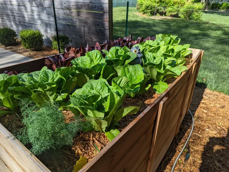 10 Best Vegetables to Plant in August in Zone 6