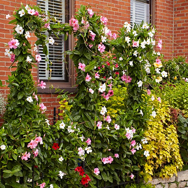 13 Best Fence Climbing Flower Plants